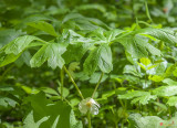 Mayapple, American Mandrake, Wild Mandrake, or Ground Lemon (Podophyllum peltatum) (DFL0896)