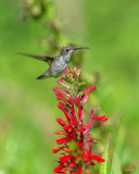 Female Ruby-throated Hummingbird (Archilochus colubris) (DSB0316)