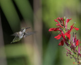 Female Ruby-throated Hummingbird (Archilochus colubris) (DSB0318)