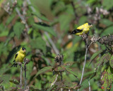 American Goldfinches (Carduelis tristis) (DSB0328)