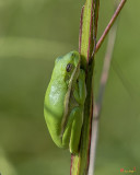American Green Tree Frog (Hyla cinerea) (DAR032)
