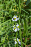 Broadleaf Arrowhead Seeds (Sagittaria latifolia) (DFL0908)