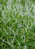 Dotted Smartweed (Persicaria punctata) (DFL0917)