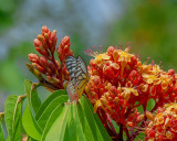 Painted Jezebel Butterfly (Delias hyparete indica) (DTHN0240)