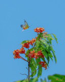 Painted Jezebel Butterfly (Delias hyparete indica) (DTHN0242)