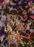 Marsh Bulrush or Cottongrass Bulrush (Scirpus cyperinus) (DFL0924)