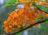 Yellow Flame Tree, Royal Poinciana, or Flamboyant (Delonix regia var. flavida) (DTHN0249)