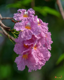 Pink Trumpet Tree, Rosy Trumpet Tree or Pink Poui  (Tabebuia rosea) (DTHN0258)