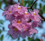 Pink Trumpet Tree, Rosy Trumpet Tree or Pink Poui  (Tabebuia rosea) (DTHN0259)