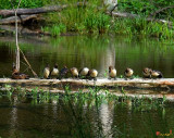 Ducks in a Row:  Hooded Merganser Family (DWF033)