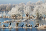 Rijp - Hoar-frost