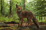 Vos - Red fox