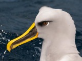 Bullers Albatros - Bullers Albatross - Thalassarche bulleri