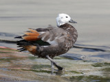Paradijscasarca - Paradise Shelduck - Tadorna variegata