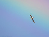 Bullers Albatros - Bullers Albatross - Thalassarche bulleri