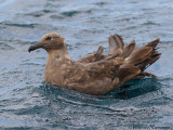 Subantarctische Grote Jager - Brown Skua - Stercorarius antarcticus