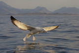 Noordlijke Koningsalbatros - Northern Royal Albatross - Diomedea sanfordi
