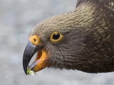 Kea - Kea - Nestor notabilis