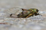 Cicade - Chorus Cicada - Amphipsalta zelandica