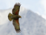 Kea - Kea - Nestor notabilis