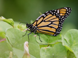 Monarch - Monarch - Danaus plexippus
