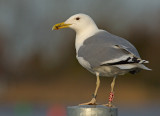 Pontischemeeuw 85P0