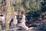 Laysan Albatross Pair