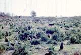 Laysan Albatross