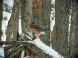 Red-shouldered Hawk (female)