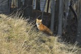 Red Fox