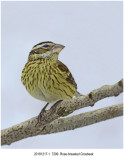 Rosebreasted Grosbeak.jpg