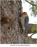 Redbellied Woodpecker.jpg
