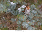 Fox Sparrow.jpg