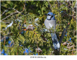 Blue Jay.jpg