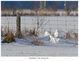 Snowy Owl.jpg