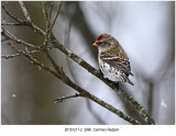 Common Redpoll.jpg