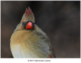  Northern Cardinal.jpg 