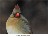 Northern Cardinal.jpg