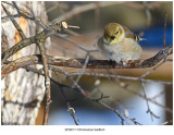 American Goldfinch.jpg