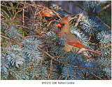 Northern Cardinal.jpg