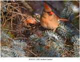 Northern Cardinal.jpg