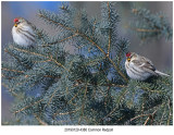 Common Redpoll.jpg