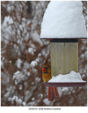 Northern Cardinal.jpg