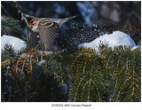 Common Redpoll.jpg