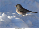 Oregon Junco 2.jpg