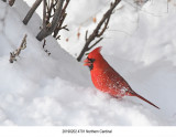 Northern Cardinal r1.jpg
