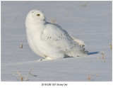 Snowy Owl.jpg
