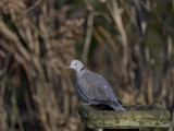 Collared Dove