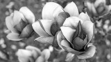 Japanese_Magnolia_5.jpg