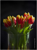 K323206 tulips.jpg